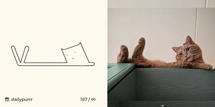 catsbeaversandducks:  By dailypurrr