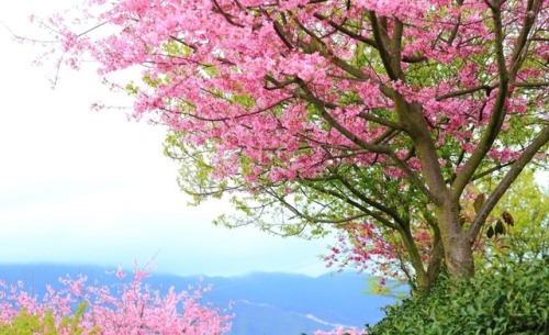 fuckyeahchinesegarden:tea plantation in china