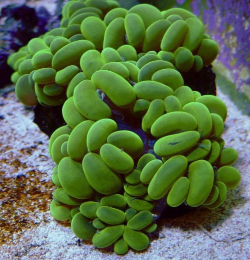 Plectorhinchus Chaetodonoides Is Found In Coral-rich Parts Of Clear Lagoons And On Seaward Reefs. The