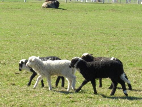 Almost forgot—I saw a bunch of cute lambies on the way home!  I think that’s Dad in the background i