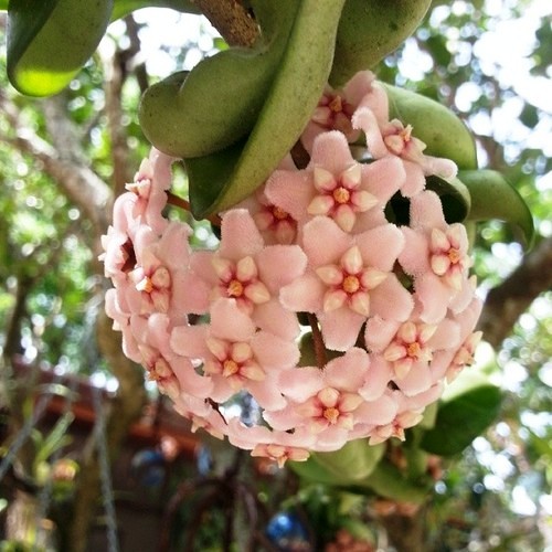 pomp-adourable:The lovely Hoya Vine I have growing in my back yard <3 there’s always at least one cluster of buds at some different stage in the blooming process  This looks like candy or anime or just surreal