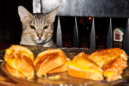 mostlycatsmostly:(via Karen Leigh Photography) Happy Grilled Cheese Day!