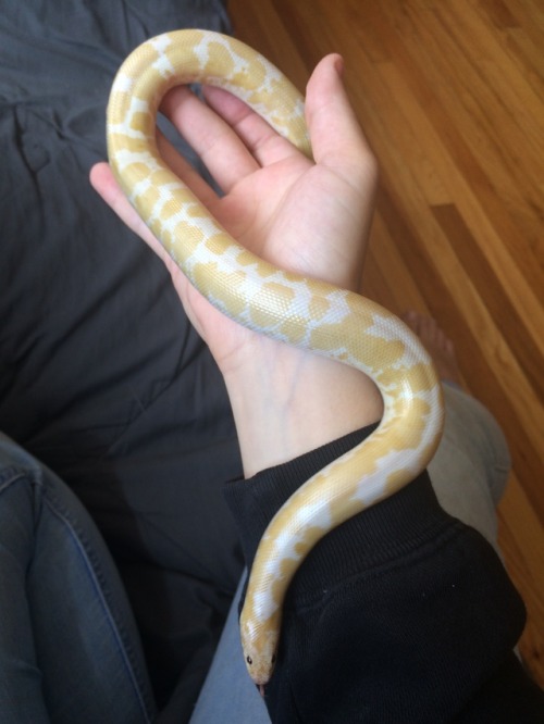 Porn Pics ghoulsnakes:  She’s here! Snow 100% het