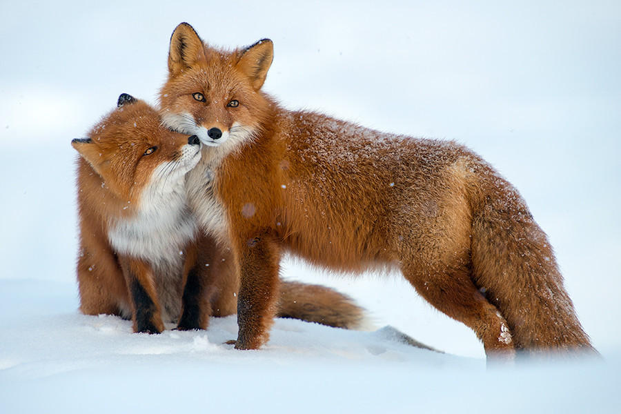 wolverxne:  Snow Foxes | by: { Ivan Kislov }