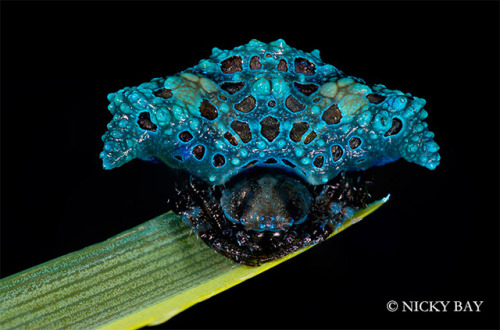 odditiesoflife:  The Strangest Spiders Ever A mirror spider? These macro shots of spiders were photographed by Nicky Bay who lives and works in Singapore. The endless biodiversity found on the country’s 64 islands includes a vast array of insects and