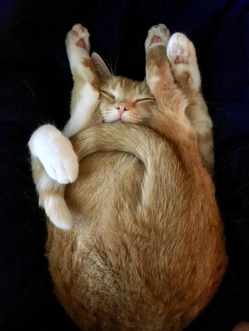 awwww-cute: He folded himself in half and fell asleep (Source: http://ift.tt/2EB8RRU)