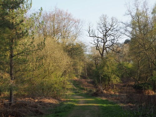 Bintree Woods, Norfolk15th April 2022