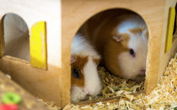 guineapiggies:  Sylsine 	  	 				 					 						 					 				 			  	      	  	 		 			- Meerschweinchenliebe  Cuties
