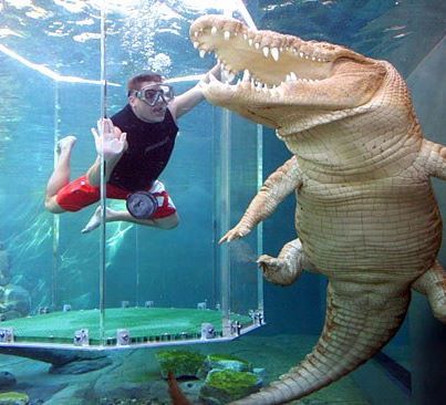 At Crocosaurus Cove Aquarium in Australia, they take you up and close to Giant crocodiles