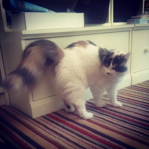 summersumz:  This little thing missed me.