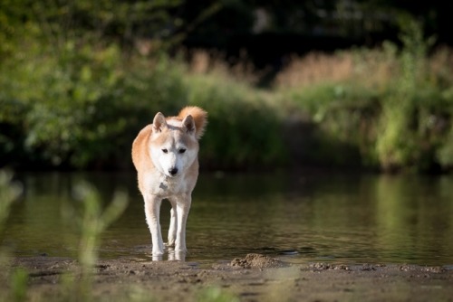 shiba ken