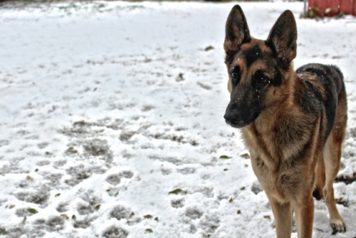 waiting for a friend to play in the snow