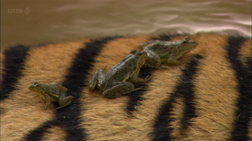 bogleech: The best part is these frogs would be too little for the tiger to see them as food but any