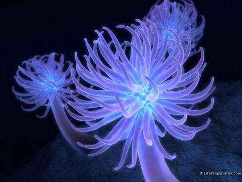 animalssea anemoneedited by Digital Blasphemy (Ryan Bliss)ABOUT SEA ANEMONESThe ornately colored sea