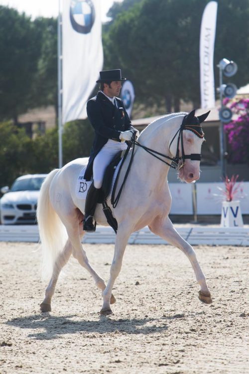 all-the-horses: Unicórnio do Retiro Othelo do Retiro x Orla do Top Lusitano, Stallion 16.1hh Born 20
