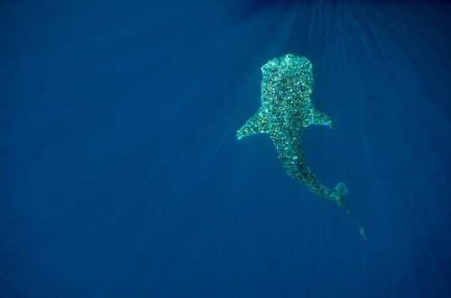 Porn donutdoxy: mymodernmet: Majestic Whale Sharks photos