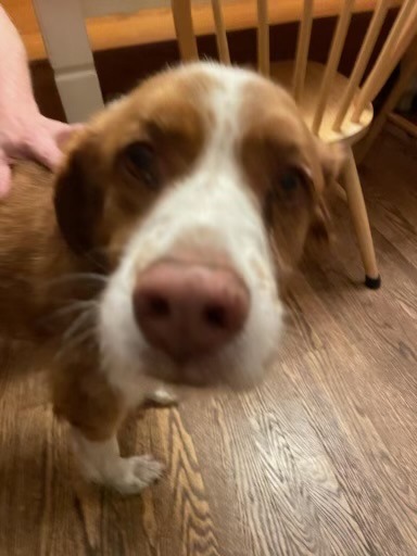 A blurry picture of my dog Zeke, taken from above. Zeke is a large eleven year old Brittany with rusty orange and white fur. His nose is very big in the perspective, and his eyes are looking at the camera. He has a mole in the corner of his right eye.