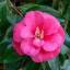 drunk-on-camellia-water