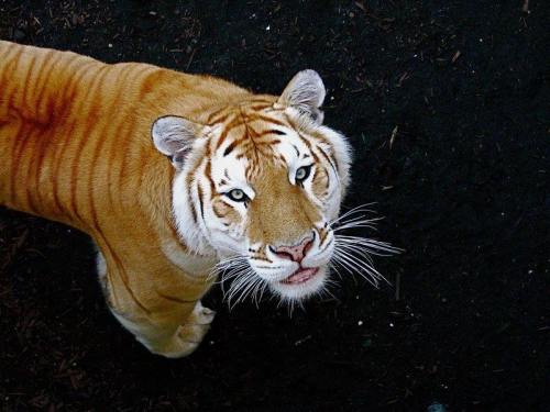 a-redharlequin: deducecanoe: earth-song: Rare golden tabby tiger  LOOK AT THAT BABYS FACE THO C