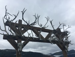 roadkillandcrows:  Antlers at the Alaska