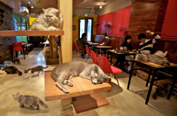 Oldenough2Burmom:   Someone Please Open A ‘Cat Cafe’ Near My Office Like The