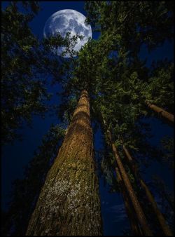 thevoyaging:  Moon Forest, Seattle, Washington