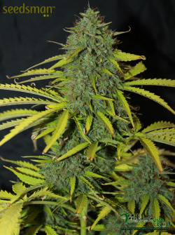 trichome-world:    (via White Widow Auto