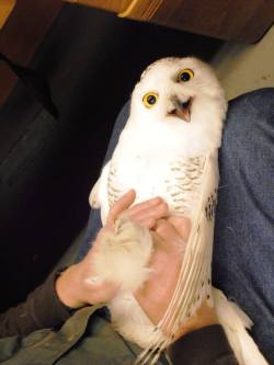 fat-birds:  shitmollyblogs:  weirdpittsburgh:  There was a snowy owl at the Pittsburgh International Airport. Why were we not informed? via PIT on Facebook  HEDWIG WERE YOU TRYING TO BRING ME MY HOGWARTS LETTER  and these pictures once again support my