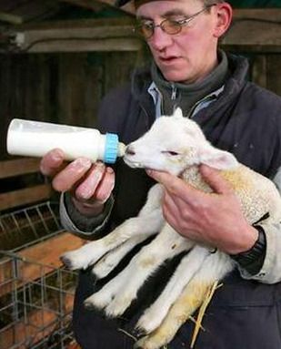 sixpenceee:  Belgian grower Maurice Peeters holds a six-legged lamb a day after its