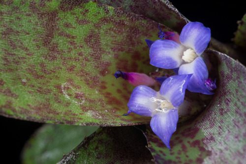 Almost every plant collection has some number of NOIDS - plants who cannot be identified for one rea