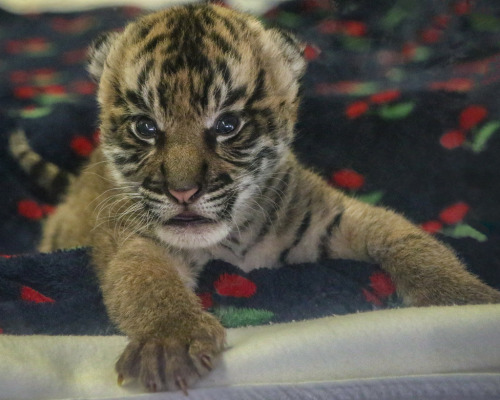 sdzsafaripark:  Sumatran tiger cub by Penny Hyde  
