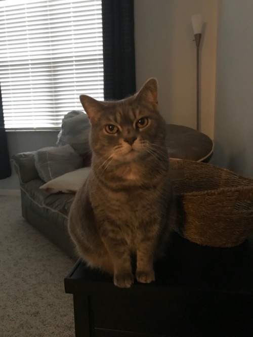 This is my friends cat Sumi. She is v round and her legs are v little and she has RBF. I love her so
