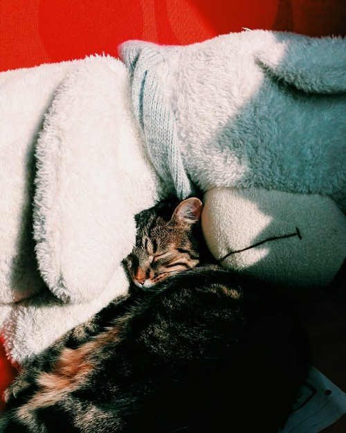 letters-mingle-souls: Found my cat sleeping on a teddy bear