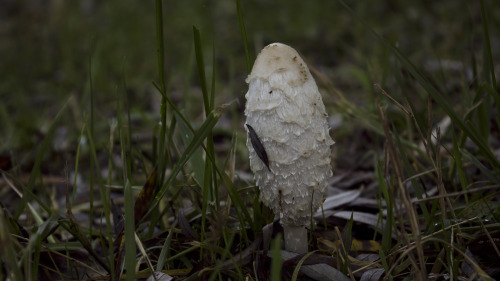 White Mushroom by Danimatie