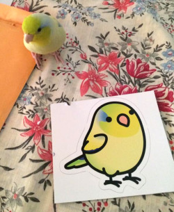 birdhism:  Chubby Bird stickers are birb