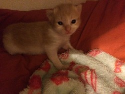 promiscuous-kitten:  My baby is two weeks old