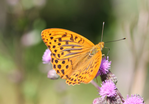 Silver-washed fritillary. This quite common, but very beautiful, butterfly was photographed in Sätra