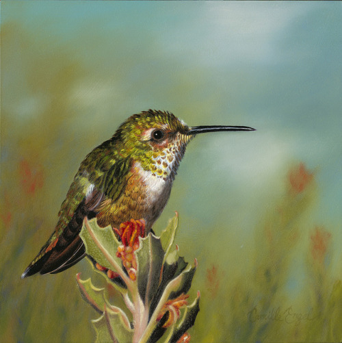 Allen’s Hummingbird Juvenile, A Backyard Bird Oil Painting by Camille Engel by CamilleEngelArt