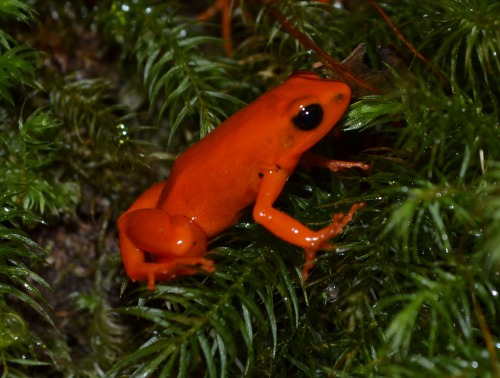 mantellaman:  Mantella aurantiaca,  Insitu at Menalamba, Torotorofotsy Wetland Reserve, Andasibe, Ma