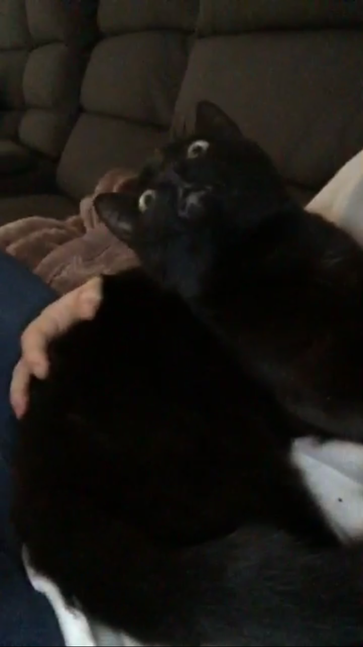 unflatteringcatselfies:  This is goose and I would say these photos are quite flattering