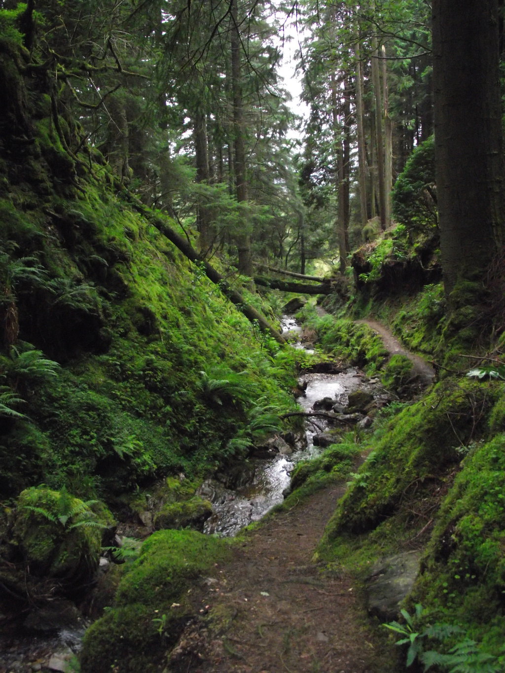 isawatree:  Puck’s Glen, Argyll by PhenixIago 