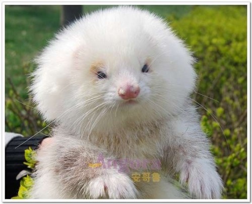 tripleclown:i just found out angora ferrets exist and they really really good