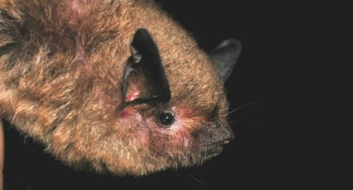 “Officials at a Pennsylvania cave formation say bats have been observed hibernating there for 