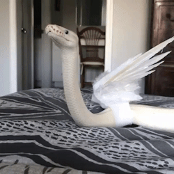 the-reckless-ronin:sunshinestims:🐍🐍🐍🐍A fearsome beast, to be sure!