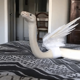 the-reckless-ronin:sunshinestims:🐍🐍🐍🐍A fearsome beast, to be sure!