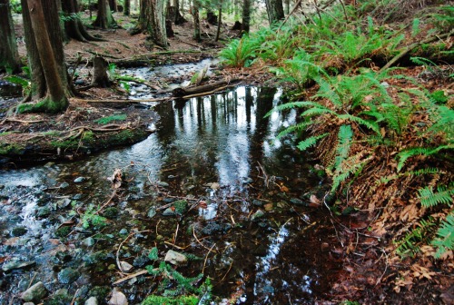 XXX tuaari:  my creek 🍂  photo