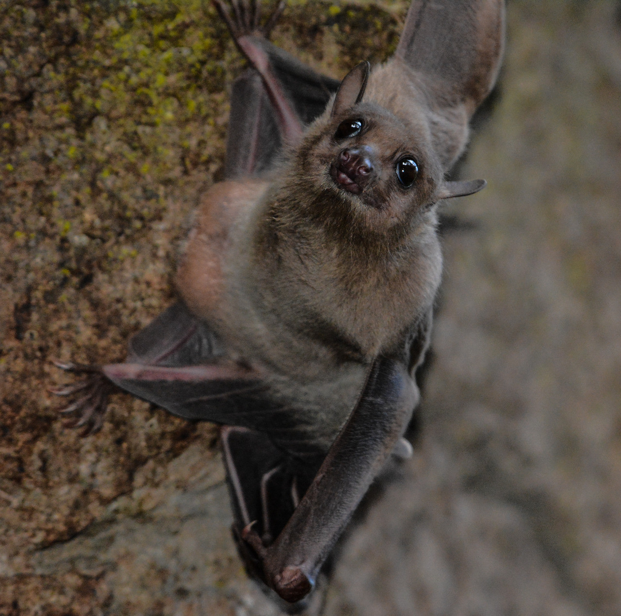 Egyptian Fruit Bat
Rousettus aegyptiacus
Source: Here