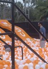 king-carnivore:theonyxranger:lastvalyrian:lastvalyrian:So. The bitcoin conference was a complete failure. AND what’s even better. There was a ball pit.People think this is a joke but it’s realget fuuuuuckedA collection of my favorite tags