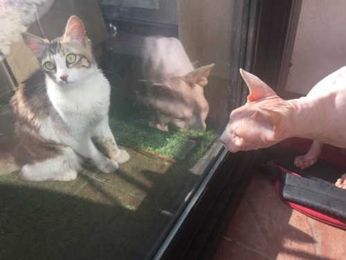 Hi! This is my Sphynx cat, Orphée. He was visited by the neighbour’s cat (submitted by @candysphynxp