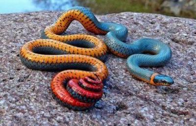 frostedpuffs:This clickbait is literally SO funny because while I get they wanted it to look intimidating, that’s a fucking ringneck snake.I guess it looks kind of scary if you dont know what it is. But the ringneck snake (called “southern